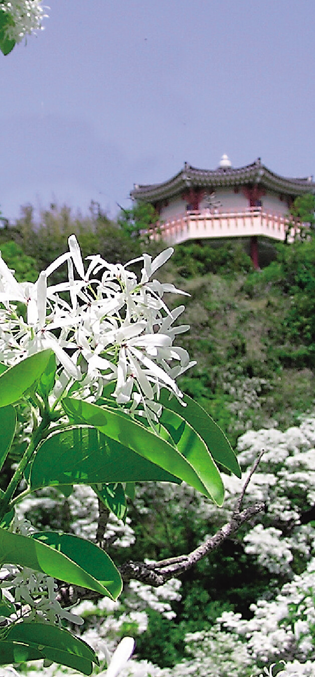 スライダー画像