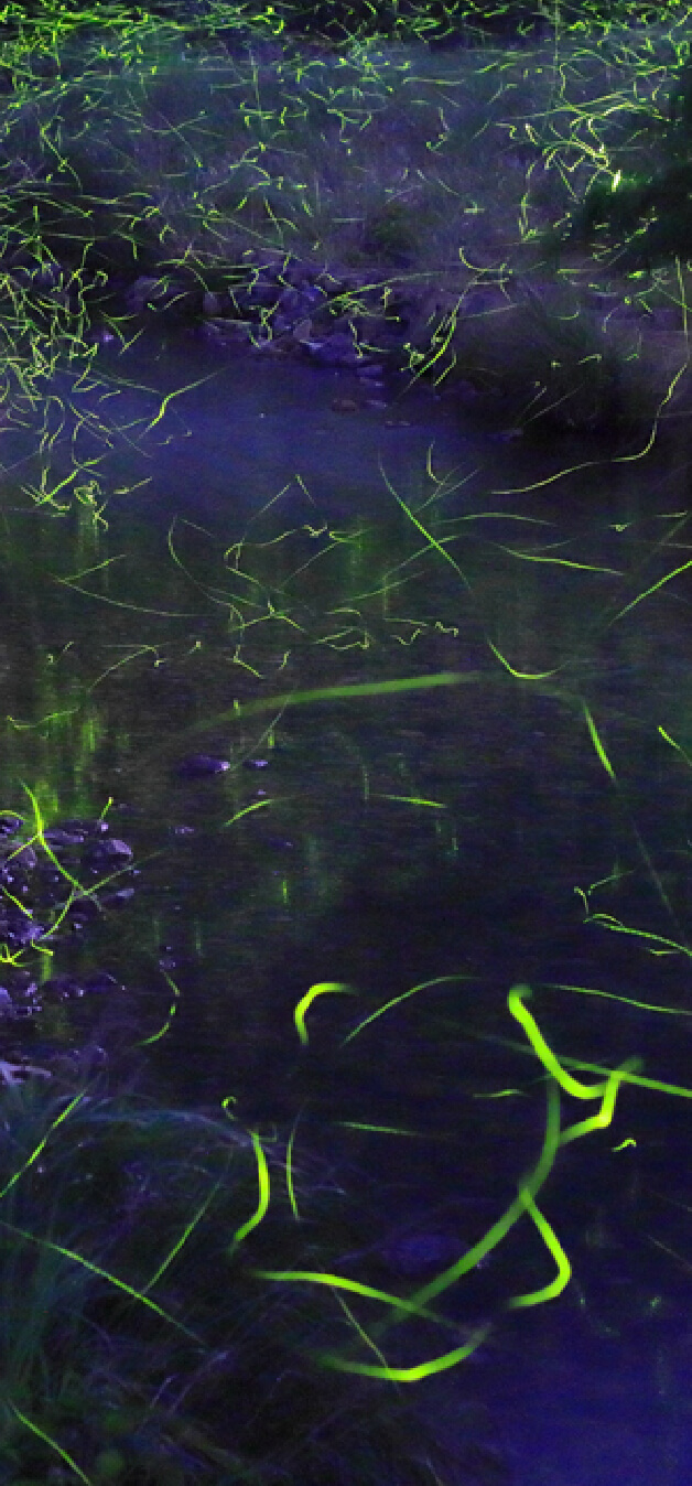 スライダー画像